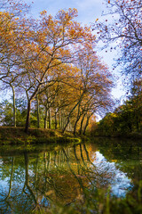 Obraz premium Canal du Midi at Gardouch lined with plane trees in autumn colors