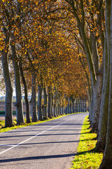 Lauragais road lined with plane trees displaying autumn colors