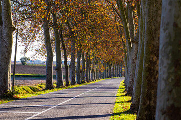 Lauragais road lined with plane trees displaying autumn colors