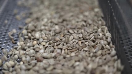 Close-up of roasted coffee beans inside a bean cleaning and grading machine