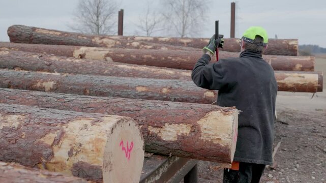 A worker in safety gear uses a hook tool to position timber logs marked with pink numbers at a lumber site. Outdoor setting with visible tree bark and machinery