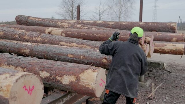 A worker in safety gear uses a hook tool to position timber logs marked with pink numbers at a lumber site. Outdoor setting with visible tree bark and machinery