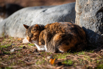 햇살을 쬐며 졸고 있는 고양이