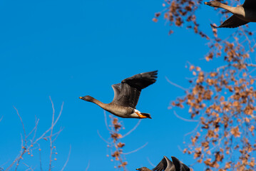 큰기러기의 비행