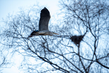 왜가리의 고요한 비행