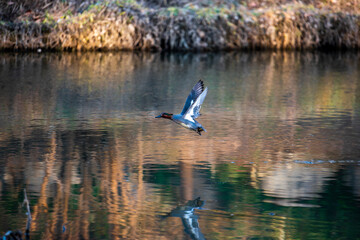 수면을 박차고 날아오르는 야생오리