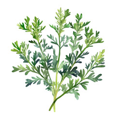Naklejka premium Watercolor design, with minimal yet artistic elements for creative designs. hand-drawn paint, A beautiful painting of the wormwood plant, EPS format, isolated on a white background