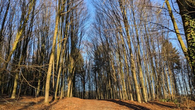 Spaziergang in der Natur, Sonnenaufgang im Herbst, Viersen, Deutschland, B&auml;ume ohne Laub

