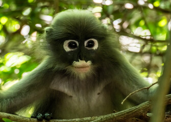 Obraz premium A black langur in the wild in a forest near Hua Hin, Thailand