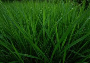 Fototapeta premium Lush, vibrant green blades of tropical rainforest grass thrive in the humid jungle environment, forming a dense, natural, and intricate ground cover ,wild ,undergrowth ,wet