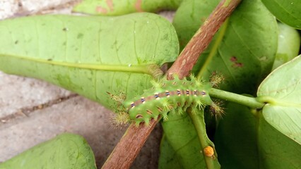Green Stinging Caterpillar with Spikes on Guava Tree Leaf © setiawanap