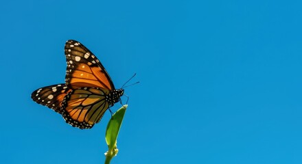 A beautiful colorful winged insect, a monarch butterfly, resting peacefully against a vibrant azure sky backdrop ,blue ,abstract ,freedom