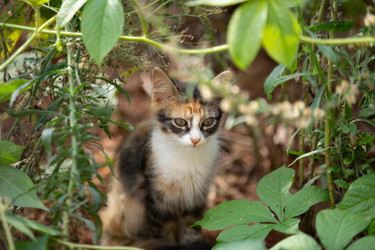 Filhote de gato tricolor escondido no meio do mato em terreno baldi