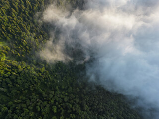 Aerial view of a lush, dense forest meeting a serene sea of clouds, where emerald treetops fade into soft, ethereal mist, Gagra, Abkhazia.