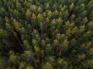 Aerial view of a dense forest canopy ablaze with the golden touch of sunlight filtering through the trees, Tver, Tver Oblast, Russia.