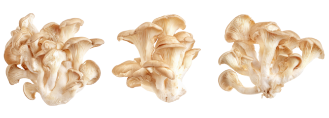 Oyster mushroom harvesting in a kitchen with transparent background food photography