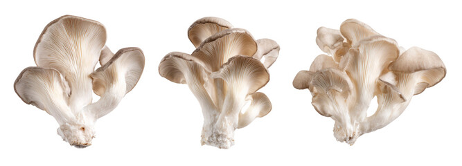 Oyster mushrooms on transparent background nature food photography close-up organic freshness