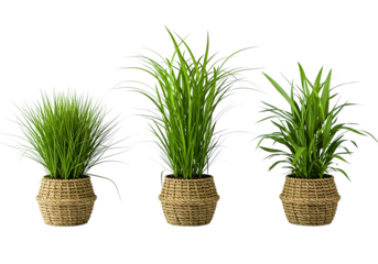 Variety of green plants in woven baskets on transparent background