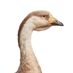 Obraz premium Goose head and neck close-up isolated on white background. Bird with feathers, goose. Domestic animal. Transparent background. 