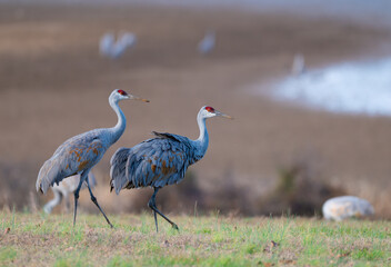 Two sandhill cranes walking in an open field in Hiwassee Wildlife Refuge in Tennessee