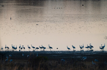 Silhouettes of sandhill cranes on the bank of the Hiwassee River in Hiwassee Wildlife Refuge, Meigs County, Tennessee