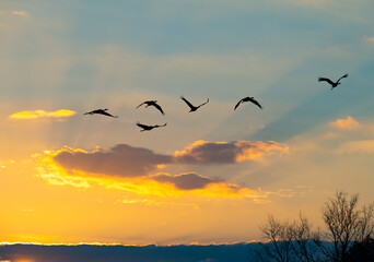 Silhouette of sandhill cranes flying at sunset with sunbursts glowing through the clouds