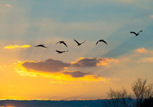 Silhouette of sandhill cranes flying at sunset with sunbursts glowing through the clouds