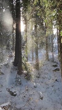 Magica Polvere di Neve che Cade dagli Alberi nel Bosco Soleggiato - Atmosfera Natalizia