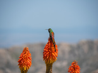 Stunning colorful hummingbird with iridescent red and green feathers perched on a tall orange...