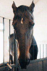 Horse in the stable 