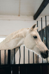 Horse in the stable 