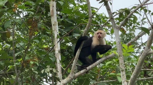 White-faced Capuchin (Cebus capucinus) in a Tree in Costa Rica