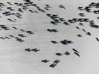 Aerial view of cattle, like dark ink blots, scattered across the pale, sun-baked earth, their shadows trailing behind them, Bogura, Rajshahi Division, Bangladesh.