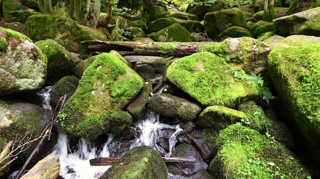 Filmmaterial des  H&ouml;llbach im Naturschutzgebiet H&ouml;llbachtal bei dem Rundwanderweg in Rettenbach bei Falkenstein in Bayern, Deutschland