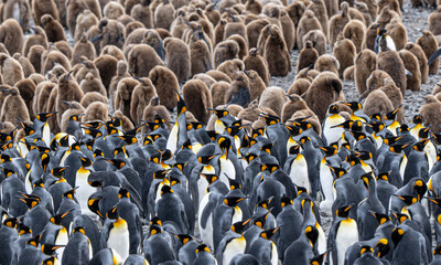 Majestic and unmistakable, the King Penguin thrives in the cold subantarctic world of South Georgia. © MarceloAugusto
