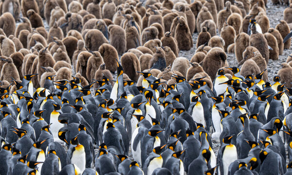 Majestic and unmistakable, the King Penguin thrives in the cold subantarctic world of South Georgia.