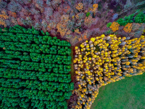 Aerial view of a vibrant tapestry where emerald green pines meet the golden hues of autumn, bordered by the soft browns of winter's approach, Morvan, France.