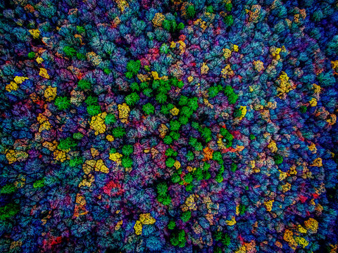 Aerial view of a vibrant tapestry of autumn foliage, where emerald green clusters contrast with the surrounding mosaic of gold, crimson, and azure, Morvan, Morvan, France.