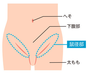 Obraz premium 腹部 下腹部 鼠径部