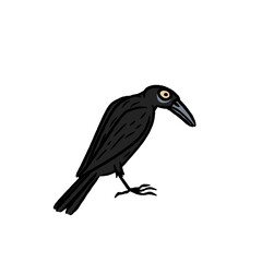 Fototapeta premium Rook, Raven, Jackdaw, Chough, Magpie, Jay, Nutcracker, Treepie, Piapiac, Crow-billed Drongo