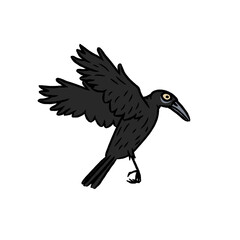 Rook, Raven, Jackdaw, Chough, Magpie, Jay, Nutcracker, Treepie, Piapiac, Crow-billed Drongo