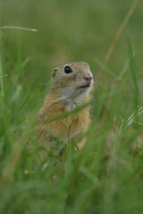 Ground squirrel sitting in grass in natural light with blurred background