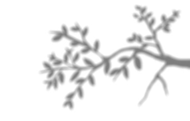 Soft tree branch shadow effects cast on a white wall, creating a calm, natural, minimalist background illustration.