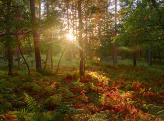 Hermoso atardecer con los rayos de sol entrando entre los arboles en los bosque de Valsain en Segovia, Castilla y Leon, en oto&ntilde;o