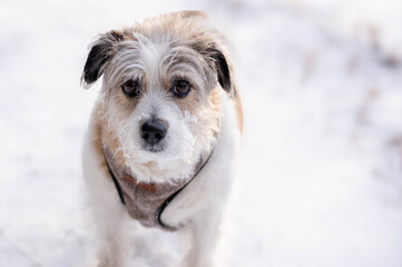 dog in snow