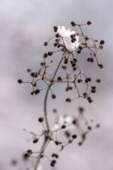 a selective focus shot of white fluffy flower on a blurred background