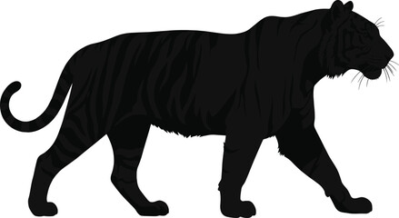 Silhouette of black tiger walking in profile view, rare wildlife illustration, powerful animal pose, nature predator concept, striped feline design for creative stock use © Mostofa