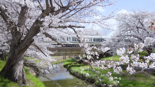The picturesque scenery where trains run through a tunnel of cherry blossoms over the Saho River
