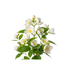 Fototapeta premium Mock Orange Blooms isolated on Transparent Background