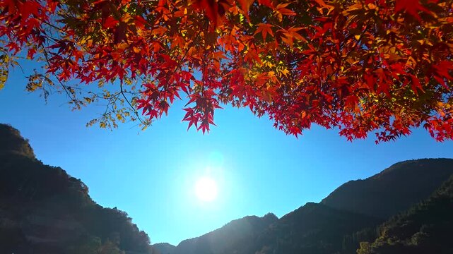 Beautiful Japanese Red Maple Leaves Glowing in Autumn Light
